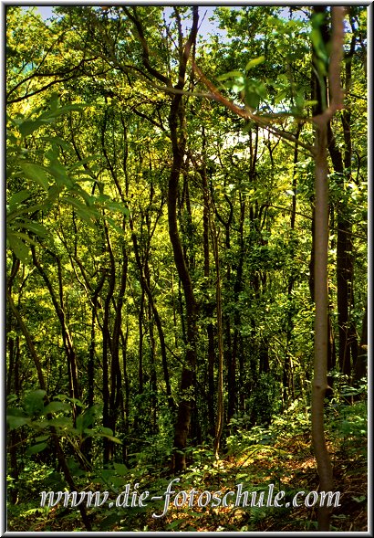 Wald im Norden