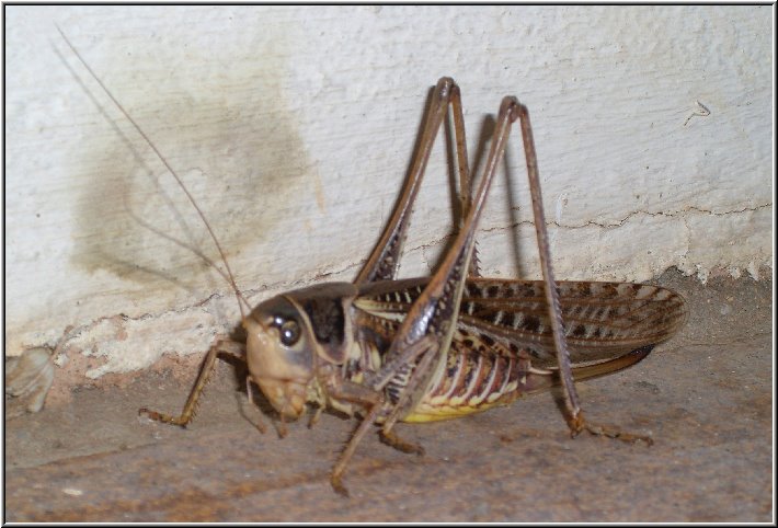 Hotel_14.jpg - Fliegende Heuschrecken so groß wie Vögel sausen abends durch die Luft