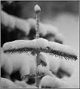 Winter_2010_DSC06967_kl