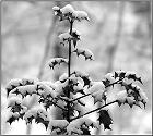 Winter_2010_DSC07109_kl